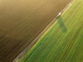 Young Wheat seedlings growing in a field Aerial view. Tractor