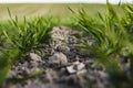 Young wheat seedlings growing on a field in autumn. Young green wheat growing in soil. Agricultural proces. Close up on