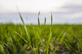 Young wheat seedlings growing on a field in autumn. Young green wheat growing in soil. Agricultural proces. Close up on