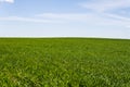 Young wheat seedlings growing on a field in a black soil. Spring green wheat grows in soil. Close up on sprouting rye on Royalty Free Stock Photo