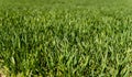 Young wheat seedlings growing on a field in a black soil. Spring green wheat grows in soil. Close up on sprouting rye on Royalty Free Stock Photo