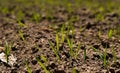 Young wheat seedlings growing on a field in a black soil. Spring green wheat grows in soil. Close up on sprouting rye on Royalty Free Stock Photo