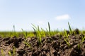 Young wheat seedlings growing on a field in a black soil. Spring green wheat grows in soil. Close up on sprouting rye on Royalty Free Stock Photo