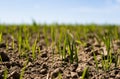 Young wheat seedlings growing on a field in a black soil. Spring green wheat grows in soil. Close up on sprouting rye on Royalty Free Stock Photo
