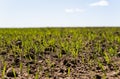 Young wheat seedlings growing on a field in a black soil. Spring green wheat grows in soil. Close up on sprouting rye on Royalty Free Stock Photo