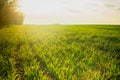 Young wheat seedlings growing on field in black soil. Spring green wheat grows in soil. Close up on sprouting rye on Royalty Free Stock Photo