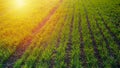 Young wheat seedlings growing on field in black soil. Spring green wheat grows in soil. Close up on sprouting rye on Royalty Free Stock Photo