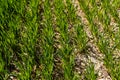 Young wheat seedlings growing on a field in a black soil. Spring green wheat grows in soil. Close up on sprouting rye on Royalty Free Stock Photo