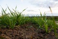 Young wheat seedlings growing in a field. Young green wheat growing in soil Royalty Free Stock Photo