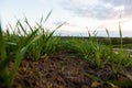 Young wheat seedlings growing in a field. Young green wheat growing in soil Royalty Free Stock Photo