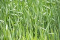 Young wheat seedlings growing in a field. Green wheat growing in soil. Close up on sprouting rye agricultural on a field Royalty Free Stock Photo