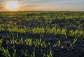 Young wheat seedlings growing in a field. Green wheat growing in soil. Close up on sprouting rye agricultural on a field Royalty Free Stock Photo