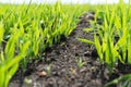 Young wheat seedlings growing in a field. Young green wheat growing in soil Royalty Free Stock Photo