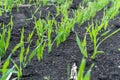 Young wheat seedlings growing in a field. Young green wheat growing in soil Royalty Free Stock Photo