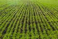 Young wheat seedlings growing in a soil. Agriculture and agronomy theme. Organic food produce on field. Natural Royalty Free Stock Photo