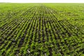 Young wheat seedlings growing in a soil. Agriculture and agronomy theme. Organic food produce on field. Natural Royalty Free Stock Photo