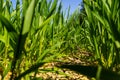 Young wheat seedlings growing in a soil. Agriculture and agronomy theme. Organic food produce on field. Natural Royalty Free Stock Photo