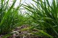 Young wheat seedlings growing in a soil. Agriculture and agronomy theme. Organic food produce on field. Natural Royalty Free Stock Photo