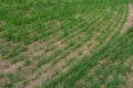 Young wheat seedlings growing in a soil. Agriculture and agronomy theme. Organic food produce on field. Natural Royalty Free Stock Photo