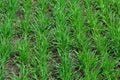 Young wheat seedlings growing in a soil. Agriculture and agronomy theme. Organic food produce on field. Natural Royalty Free Stock Photo