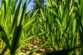 Young wheat seedlings growing in a soil. Agriculture and agronomy theme. Organic food produce on field. Natural Royalty Free Stock Photo