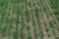 Young wheat seedlings growing in a soil. Agriculture and agronomy theme. Organic food produce on field. Natural Royalty Free Stock Photo