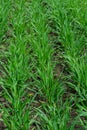 Young wheat seedlings growing in a soil. Agriculture and agronomy theme. Organic food produce on field. Natural Royalty Free Stock Photo