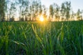 Young wheat shoots covered with morning dew on the background of sunrise, close-up Royalty Free Stock Photo