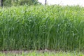 Young wheat sprouts, on the field, under the blue sky Royalty Free Stock Photo