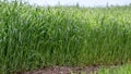 Young wheat sprouts, on the field, under the blue sky Royalty Free Stock Photo