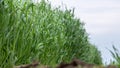 Young wheat sprouts, on the field, under the blue sky Royalty Free Stock Photo