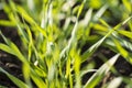 Young Wheat Sprouts Growing in the Field Close Up