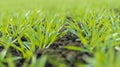 Young Wheat Sprouts Growing in the Field Close Up