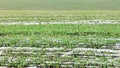 Young wheat sprouts through snow Royalty Free Stock Photo