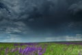 Young wheaten green field and dark dramatic sky with stormy clouds, beautiful landscape before rain Royalty Free Stock Photo