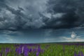Young wheaten green field and dark dramatic sky with stormy clouds, beautiful landscape before rain Royalty Free Stock Photo