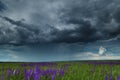 Young wheaten green field and dark dramatic sky with stormy clouds, beautiful landscape before rain Royalty Free Stock Photo