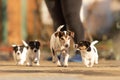 Young Whelp 6 weeks old . Beautiful Jack Russell Terrier mom dog with puppy. Bitch educates pups