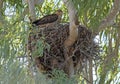 A young whistling kite in the nest.