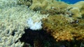 Young white acroporid coral Acropora microclados undersea, Red Sea, Egypt, Sinai, Ras Mohammad national park