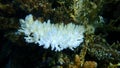 Young white acroporid coral Acropora microclados undersea, Red Sea, Egypt, Sinai, Ras Mohammad national park