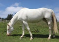 young white albino horse grazing green grass in meadow Royalty Free Stock Photo
