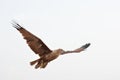 Juvenile white belied sea eagle fly Royalty Free Stock Photo