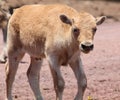 Young White Bison Standing