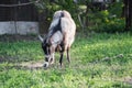 White with black goat portrait on natural background Royalty Free Stock Photo