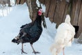 Young white and black iridescent turkeys on a walk on winter snow grazing