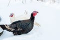 Young white and black iridescent turkeys on a walk on winter snow grazing