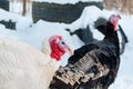 Young white and black iridescent turkeys on a walk on winter snow grazing