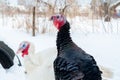 Young white and black iridescent turkeys on winter grazing