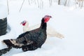 Young white and black turkeys on a walk on winter snow grazing